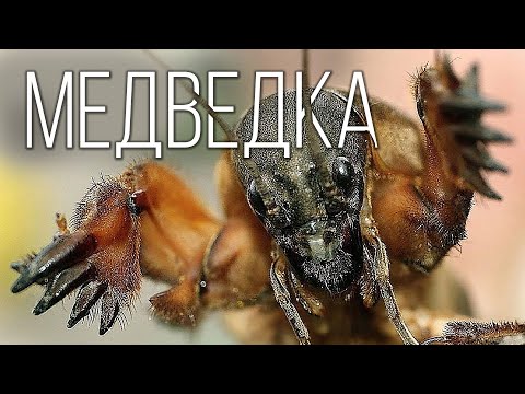 Video: Medvedka: plaagbeheermetodes