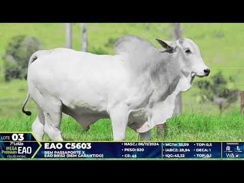 LOTE 03
