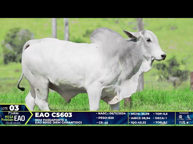 LOTE 03