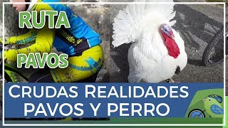 Cruda realidad ciclista montaña atacado por pavos y mordido por perro