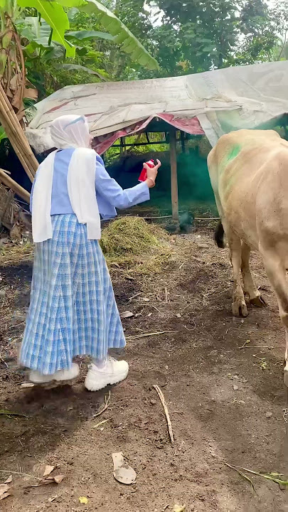 Ditendang sapi #sapi #sapikurbanterbaik