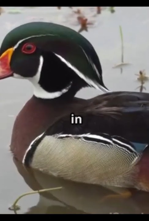 Bird Meat Wood Ducks  Nature's Gourmet Delight! #duck #memes #facts #chicken