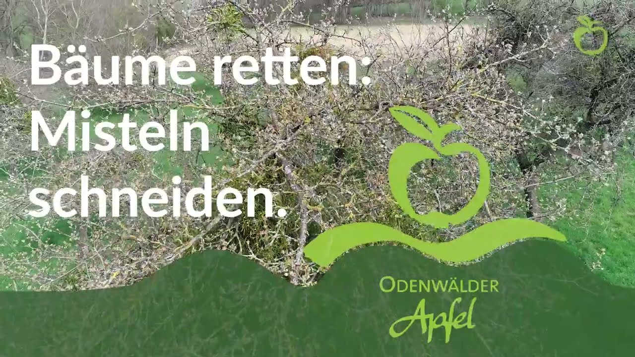 Bäume retten: Misteln schneiden!