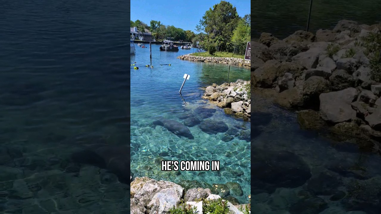 Manatee season is over (someone forgot to tell this lil guy)