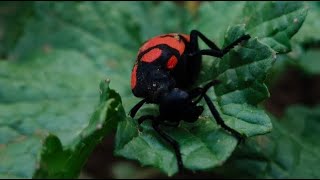 “Hide & Seek 😱 Cat Escape Game | This Cat is Too Smart 😂 LIVE” screenshot 1