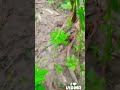 songs music live fol full son follow #shorts #youtube
