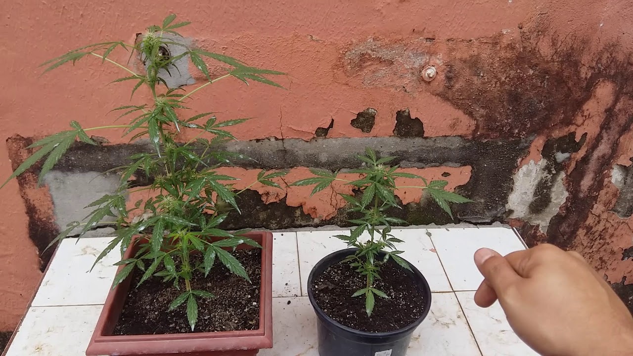 Cultivo de CANABBIS Outdoor - 3ª Safra #2