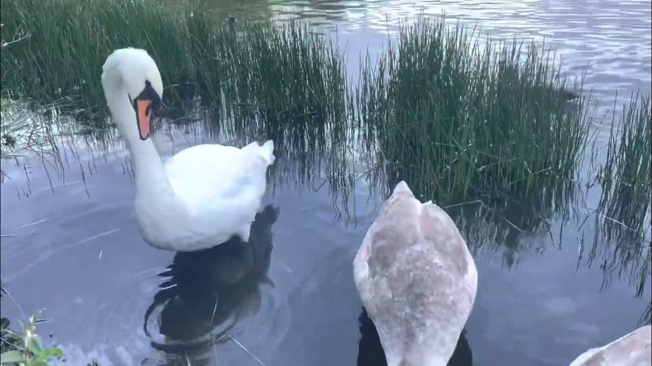 King and Queen swans juveniles feeding on leftover seeds. YouTube