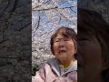 認知症おばあちゃんのさくらby森山直太朗