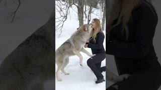 Wolves react to Woman after 4 years apart #wolf #wolves #wolfpack #reunion