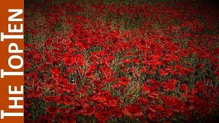 The Top Ten Most Beautiful Red Flowers