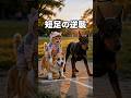 短足をバカにされたので本気を出しました😁 #猫動画 #かしわねこ #元気になる動画 #猫のいる暮らし #好きな子猫 #cute #子ネコ #cat #funny #猫好きさんと繋がりたい #癒やし