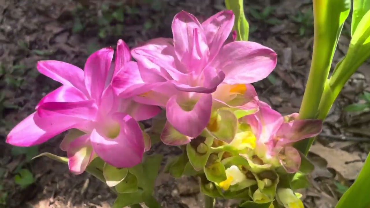 Late Spring Garden Tour (2025)