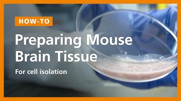 How to Prepare a Single-Cell Suspension from Mouse Brain Tissue