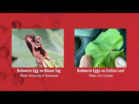 Wideo: Czym są larwy cebulowe: Dowiedz się więcej o zwalczaniu larw cebulowych