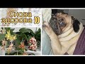 Мои # орхидеи:свеженькие цветочки💮Маргошины ◖⚆ᴥ⚆◗новости🐾