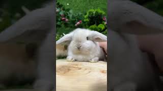 😍😱 Beware   Adorable Evil! Meet The Cutest Rabbit Pet Ever! 😈🐇 #Cuteanimals #Adorable