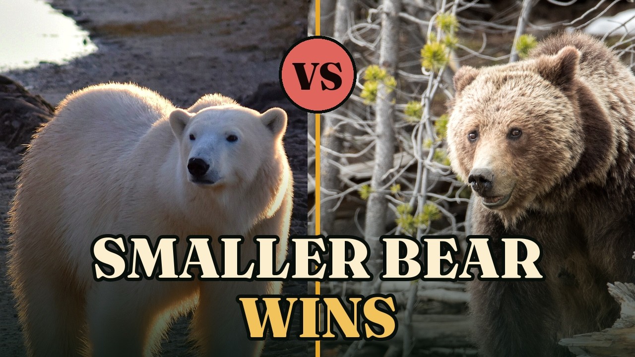 Polar Bear vs Grizzly: Why the Bigger Bear Backs Off