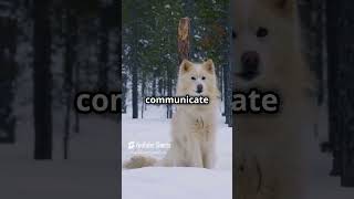 Dog howling explained!  #dog #doglover #wolf #funfacts