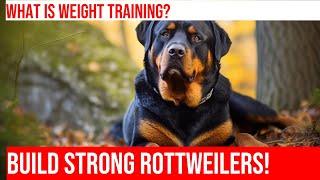 Building Muscle Safely for Rottweilers: Weight Training Tips