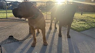 Molly the Boerboel is live Sunday Morning in Geelong 