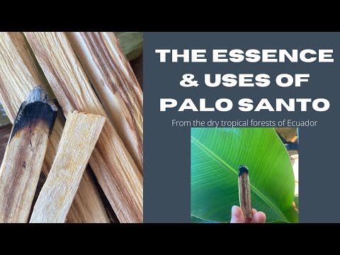 Sustainable and ethically sourced Palo santo from Ecuador | Is it endangered? | INTERVIEW