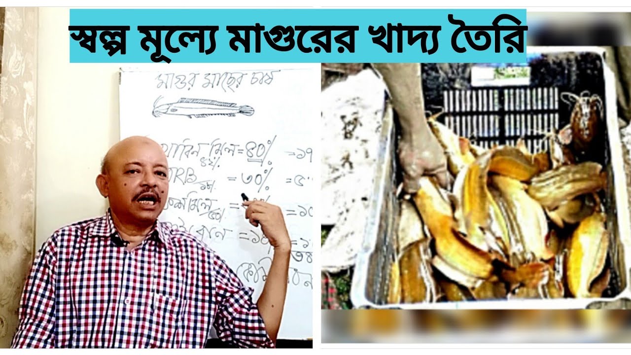 মাগুর মাছ চাষ:পর্ব ৪:স্বল্প মূল্যে মাগুরের খাদ্য তৈরি:Farm made feed for Magur(Clarius)