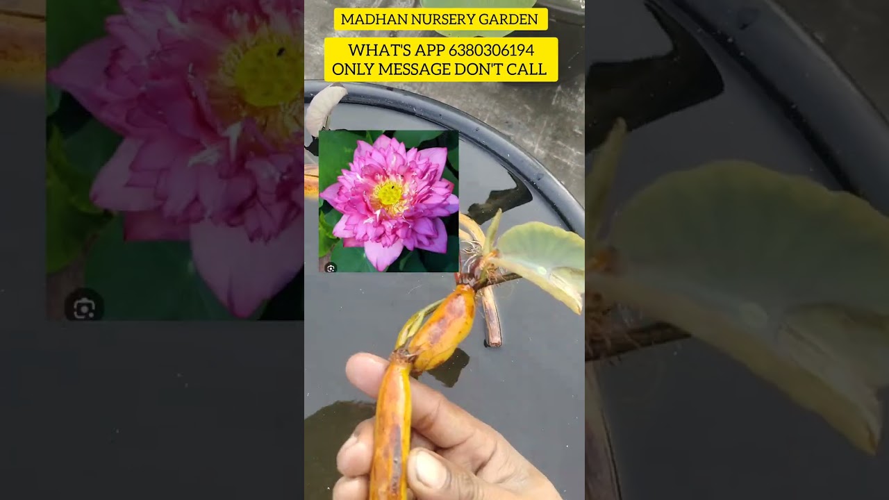 LOUTS tuber available what's App number 6380306194 only message don't call small sales videos...👆