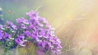 Peaceful Music, Relaxing Music, Instrumental Music