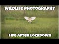 After Lockdown -  A new dawn - Wildlife photography