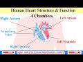 Human Heart Structure and Function | For the JST Test Preparation 2025