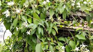 Jasminum Multiparum And Orchid