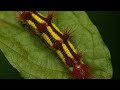 Metamorphose - Blue Morphofalter-Raupe verpuppt sich FULL MOVIE by K. Ziack