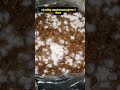 Milky Mushroom Day 3 Update 🍄 | Mycelium Growth Start | Fast Spawn Running Result