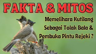 FAKTA DAN MITOS ‼️ MEMELIHARA BURUNG KUTILANG SEBAGAI TOLAK BALA & PEMBUKA PINTU REZEKI BAGI PEMILIK screenshot 5