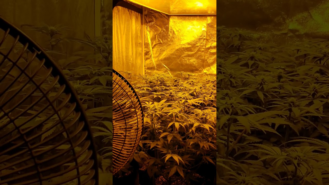 3rd week of flower skunk hero