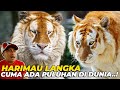 GREGETTT..!! BERTEMU LANGSUNG HARIMAU PALING LANGKA..! CUMA ADA 30 EKOR DI DUNIA..! GEDE BANGETTT