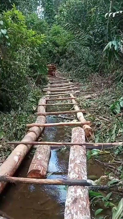 cara mengeluarkan kayu dari hutan tanpa bantuan alat berat cukup gampang loe 👍