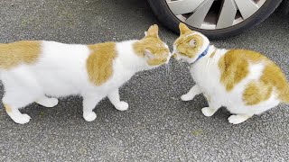 Indoor Cat Meets Outdoor Cat For The First Time