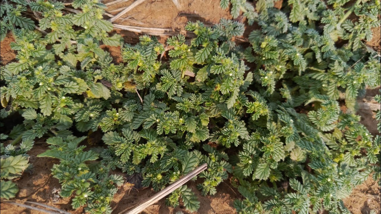 Thouk Kh កំពុង​ផ្សាយបន្តផ្ទាល់!