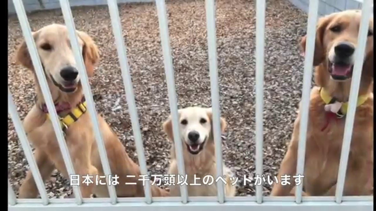 ペット 里親 会