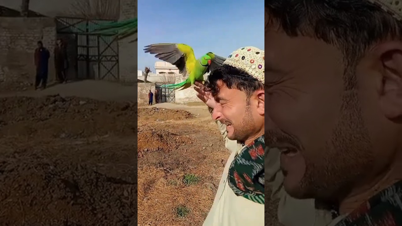 Parrot flying in hand and Parrot 