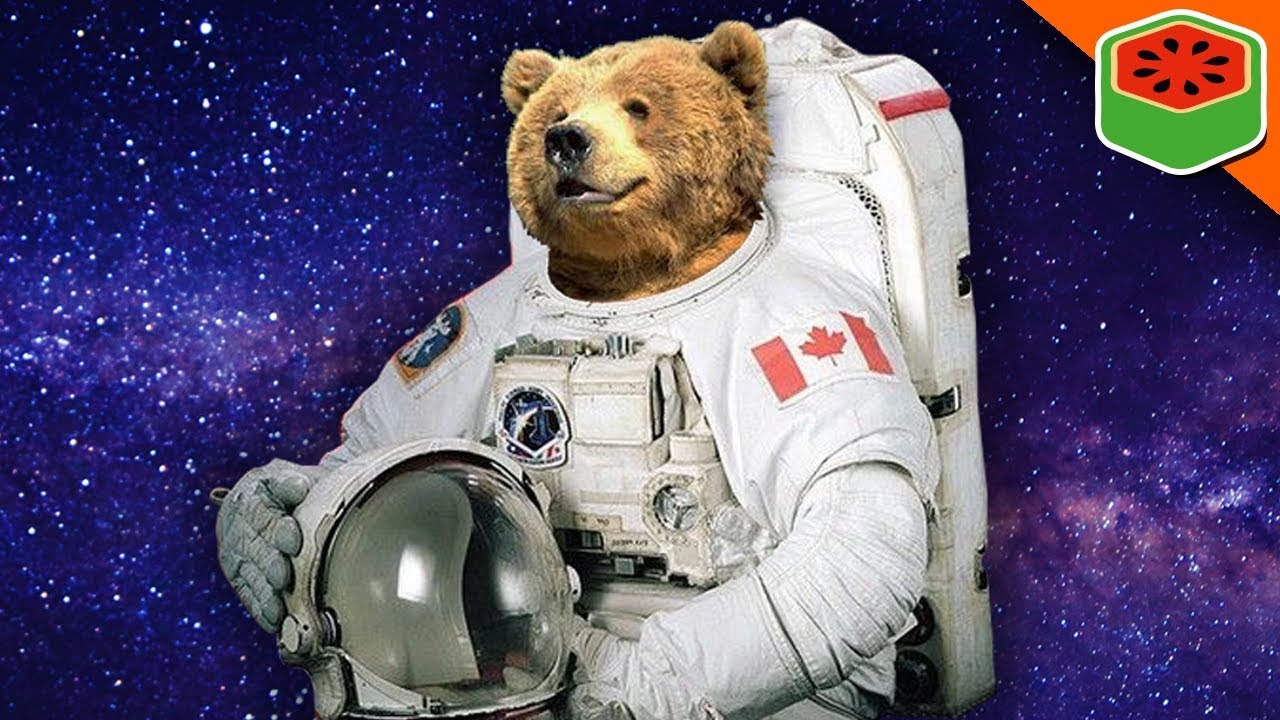 Маша и медведь космонавты. Мишка в космосе. Медведь в космосе. Медведь космонавт. Медведь в скафандре.