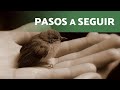 Encontré un PÁJARO HERIDO | Qué hacer si encuentro un pájaro herido
