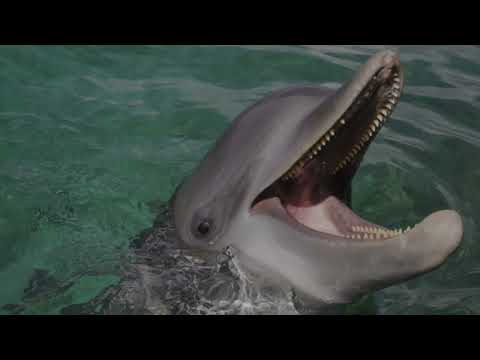 Dolphin baby talk