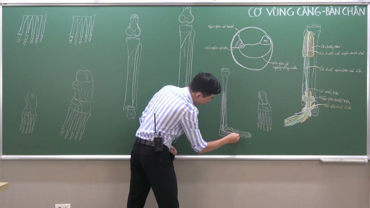 CHI DƯỚI: CƠ CHI DƯỚI - (7) CƠ Ở CẲNG CHÂN: CÁC NGĂN MẠC CẲNG CHÂN TRƯỚC VÀ NGOÀI