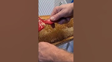 سورة النحل #nature #اكسبلور #القرآن_الكريم #honeybee #beekeeper #youtube #duet #لايك
