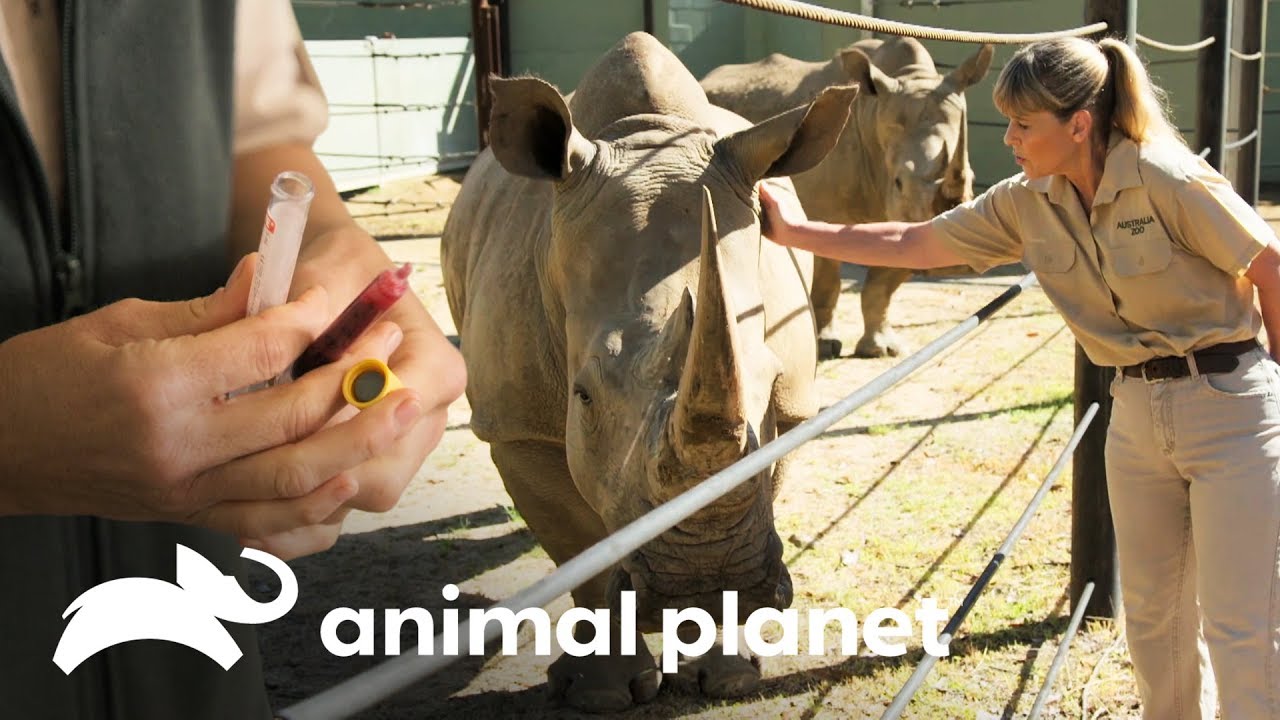 A gestação da rinoceronte pode estar em risco! | A Família Irwin | Animal Planet Brasil video player