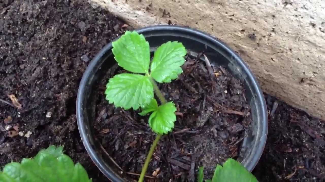 Planting Strawberry Runners 1 YouTube