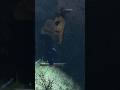 Friday the 13th: camp forest green mod Full gameplay on channel. #horror #horrorgaming